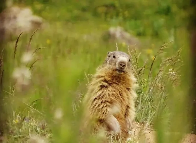 Apartament L'ansloboys Montagne J4 *